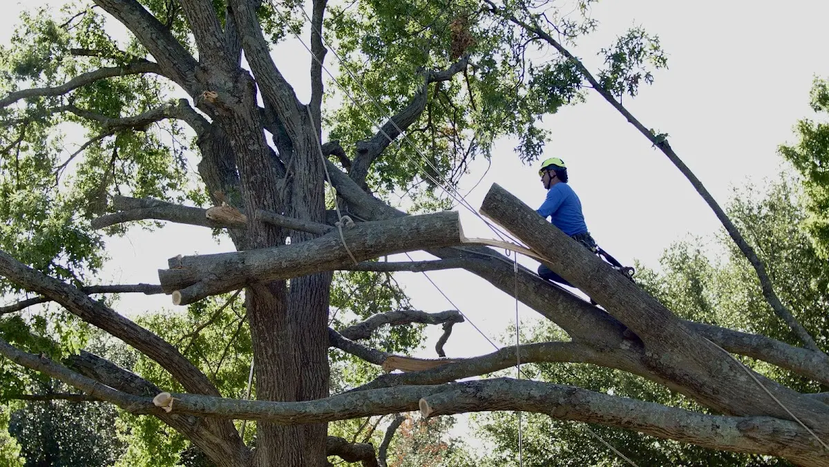 Professional Crown Thinning performed by certified arborists in Locust Valley