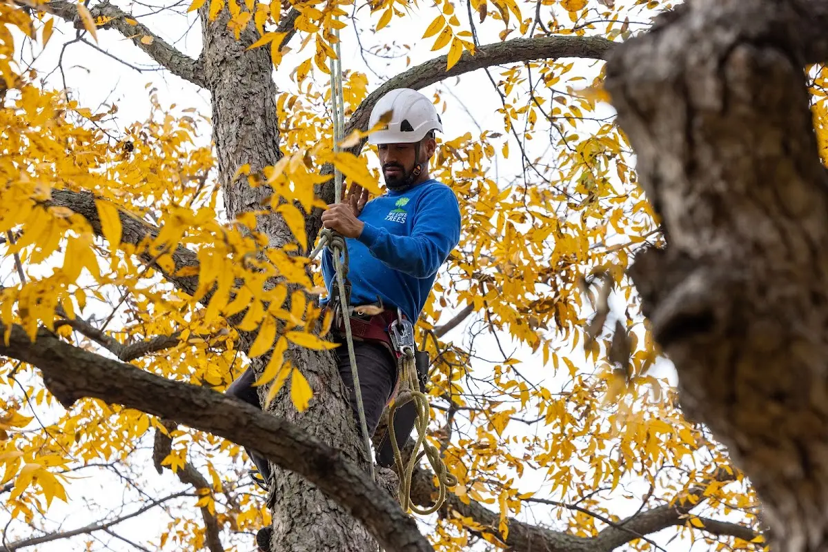 Skilled Tree Pruning crew working in Locust Valley